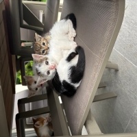Tekir Kedi, Kedi  Sevimli 6 Yavru Kedi, Sıcacık Yuvalarını Arıyor! fotoğrafı