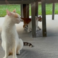 Tekir Kedi, Kedi  Sevimli 6 Yavru Kedi, Sıcacık Yuvalarını Arıyor! fotoğrafı