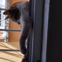 American Wirehair, Kedi  Bebi fotoğrafı