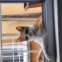 American Wirehair, Kedi  Bebi fotoğrafı