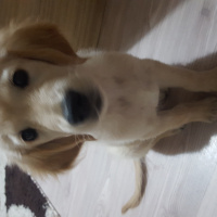 Golden Retriever, Köpek  jaks  fotoğrafı