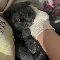 Scottish Fold, Kedi  Mino fotoğrafı