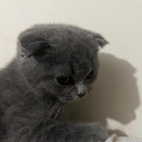 Scottish Fold, Kedi  Mino fotoğrafı