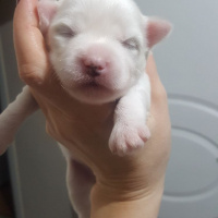 Maltese, Köpek  pamuk fotoğrafı