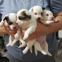 Maltese, Köpek  pamuk fotoğrafı