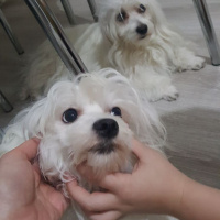 Maltese, Köpek  pamuk fotoğrafı
