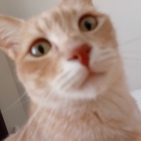 Tekir Kedi, Kedi  Speedy maya fotoğrafı