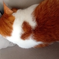 Tekir Kedi, Kedi  Speedy maya fotoğrafı