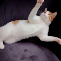 Tekir Kedi, Kedi  Speedy maya fotoğrafı