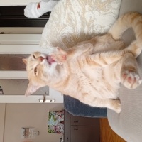 Tekir Kedi, Kedi  Speedy maya fotoğrafı