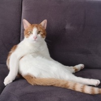 Tekir Kedi, Kedi  Speedy maya fotoğrafı