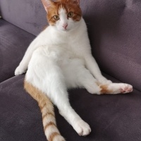 Tekir Kedi, Kedi  Speedy maya fotoğrafı