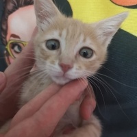 Tekir Kedi, Kedi  Speedy maya fotoğrafı