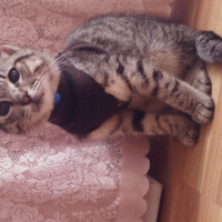 Bengal, Kedi  Gümüş fotoğrafı