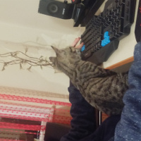 Bengal, Kedi  Gümüş fotoğrafı