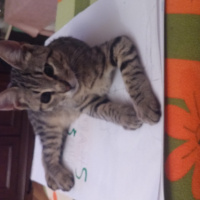 Bengal, Kedi  Gümüş fotoğrafı