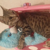 Bengal, Kedi  Gümüş fotoğrafı