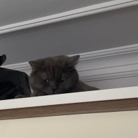 British Shorthair, Kedi  Rıfkı fotoğrafı