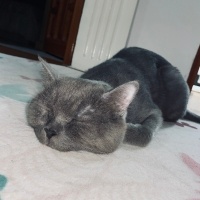 British Shorthair, Kedi  Rıfkı fotoğrafı