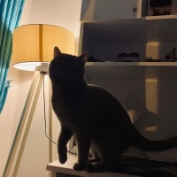 British Shorthair, Kedi  Rıfkı fotoğrafı