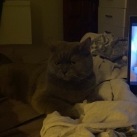 British Shorthair, Kedi  Rıfkı fotoğrafı