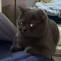 British Shorthair, Kedi  Rıfkı fotoğrafı