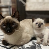 Siyam Kedisi, Kedi  Yavru Siyam kedileri fotoğrafı