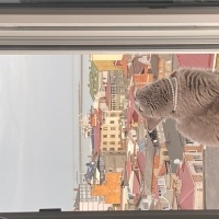 British Shorthair, Kedi  Jülide ücretsiz sahiplendirmek istiyorum fotoğrafı