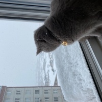 British Shorthair, Kedi  Jülide ücretsiz sahiplendirmek istiyorum fotoğrafı