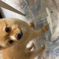 Pomeranyalı, Köpek  Çaki fotoğrafı