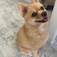 Pomeranyalı, Köpek  Çaki fotoğrafı