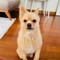 Pomeranyalı, Köpek  Çaki fotoğrafı