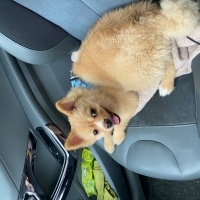 Pomeranyalı, Köpek  Çaki fotoğrafı