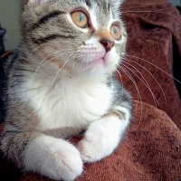 Tekir Kedi, Kedi  Mavi fotoğrafı