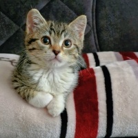 Tekir Kedi, Kedi  Mavi fotoğrafı