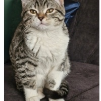 Tekir Kedi, Kedi  Mavi fotoğrafı