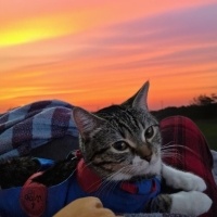 Tekir Kedi, Kedi  Mavi fotoğrafı