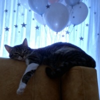 Tekir Kedi, Kedi  Mavi fotoğrafı