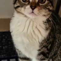 Tekir Kedi, Kedi  Mavi fotoğrafı