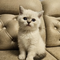 British Shorthair, Kedi  Maya fotoğrafı