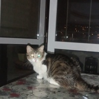 Tekir Kedi, Kedi  Meryem fotoğrafı