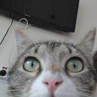 Tekir Kedi, Kedi  Meryem fotoğrafı