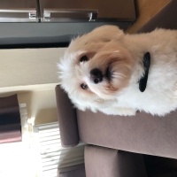 Maltese, Köpek  Pablo fotoğrafı