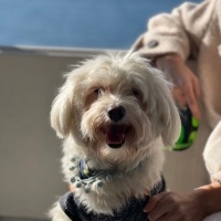 Maltese, Köpek  Pablo fotoğrafı