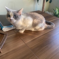 Siyam Kedisi, Kedi  leo fotoğrafı