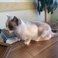 Siyam Kedisi, Kedi  leo fotoğrafı