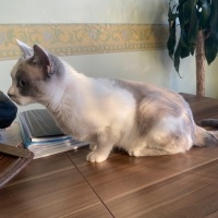 Siyam Kedisi, Kedi  leo fotoğrafı