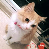 İran Kedisi (Persian), Kedi  şans fotoğrafı