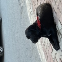 Cane Corso Italiano, Köpek  Asil fotoğrafı