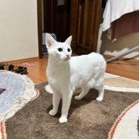 Van Kedisi, Kedi  sütlaç fotoğrafı